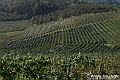 VBS_5671 - C'è un mare di velluto verde! E tu che sognavi di andare lontano... Quanta meraviglia, quì!